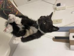 Shelter Stray Female Cat last seen DUNN RD, 16 Barnes Ct, Hayward, CA 94544, USA