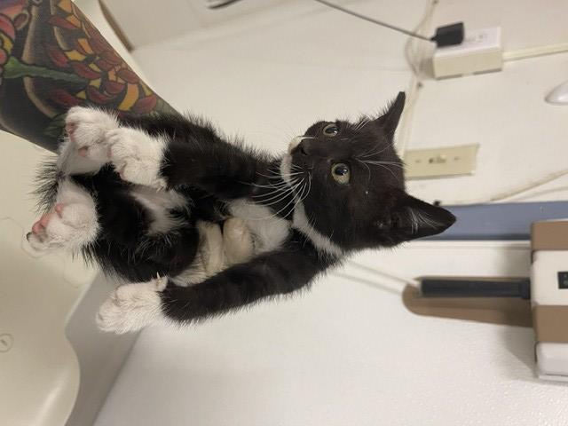 Shelter Stray Female Cat last seen DUNN RD, 16 Barnes Ct, Hayward, CA 94544, USA