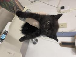 Shelter Stray Female Cat last seen DUNN RD, 16 Barnes Ct, Hayward, CA 94544, USA