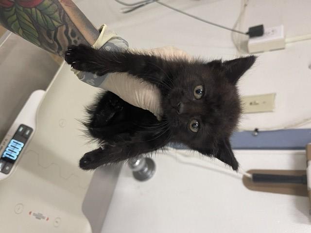 Shelter Stray Female Cat last seen DUNN RD, 16 Barnes Ct, Hayward, CA 94544, USA