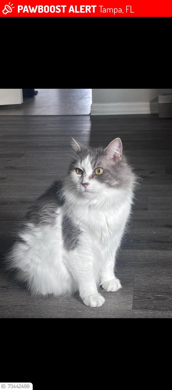Lost Female Cat last seen Behind the Asian market and laundry mat off n 12th street and Busch blvd, Tampa, FL 33612