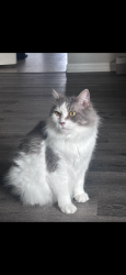 Lost Female Cat last seen Behind the Asian market and laundry mat off n 12th street and Busch blvd, Tampa, FL 33612