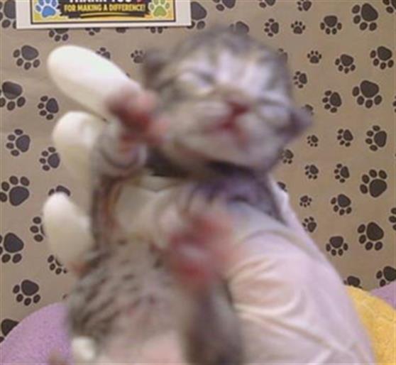 Shelter Stray Female Cat last seen AMARONE WAY/GRINZING WAY, 3839 Bradshaw Rd, Sacramento, CA 95827, USA