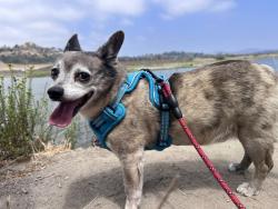 Reunited Male Dog last seen Glencrest and Lomas Santa Fe, Solana Beach, CA 92075