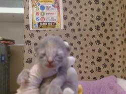 Shelter Stray Female Cat last seen AMARONE WAY/GRINZING WAY, 3839 Bradshaw Rd, Sacramento, CA 95827, USA