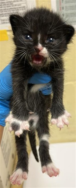 Shelter Stray Female Cat last seen 5TH ST & S ST, 2127 Front St, Sacramento, CA 95818, USA
