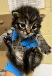 Shelter Stray Male Cat last seen 5TH ST & S ST, 2127 Front St, Sacramento, CA 95818, USA