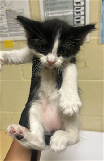 Shelter Stray Female Cat last seen 40TH ST & 12TH AVE, 2127 Front St, Sacramento, CA 95818, USA