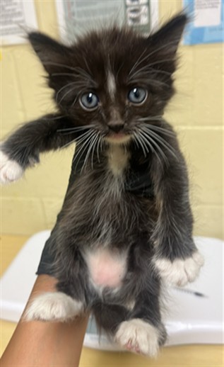 Shelter Stray Male Cat last seen 40TH ST & 12TH AVE, 2127 Front St, Sacramento, CA 95818, USA