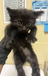 Shelter Stray Male Cat last seen 40TH ST & 12TH AVE, 2127 Front St, Sacramento, CA 95818, USA