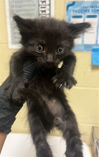 Shelter Stray Male Cat last seen 40TH ST & 12TH AVE, 2127 Front St, Sacramento, CA 95818, USA