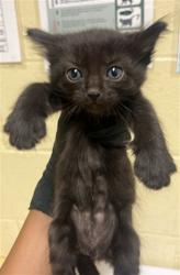 Shelter Stray Male Cat last seen 40TH ST & 12TH AVE, 2127 Front St, Sacramento, CA 95818, USA
