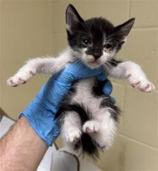 Shelter Stray Male Cat last seen SHINING STAR DR & FRANKLIN BLVD, 2127 Front St, Sacramento, CA 95818, USA