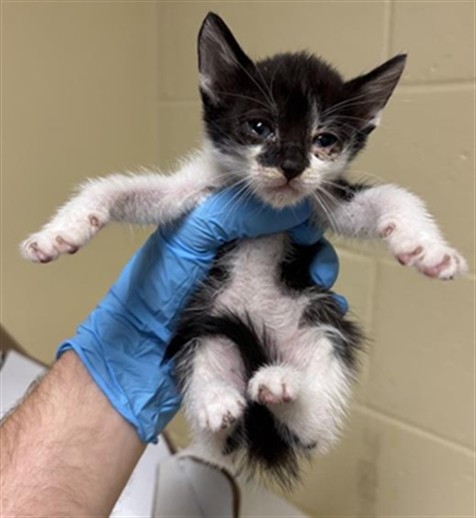 Shelter Stray Male Cat last seen SHINING STAR DR & FRANKLIN BLVD, 2127 Front St, Sacramento, CA 95818, USA
