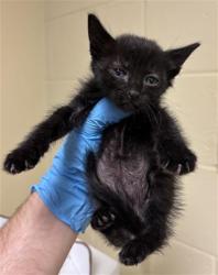 Shelter Stray Male Cat last seen SHINING STAR DR & FRANKLIN BLVD, 2127 Front St, Sacramento, CA 95818, USA