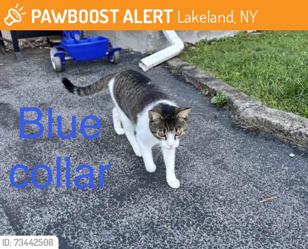 Found/Stray Unknown Cat last seen Church st. Lakeland, Lakeland, NY 13209