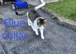 Found/Stray Unknown Cat last seen Church st. Lakeland, Lakeland, NY 13209