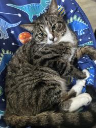 Lost Male Cat last seen Winchester tosd, Edmonton, Inghilterra 