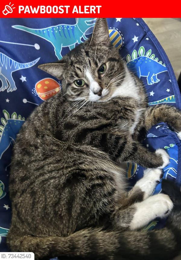 Lost Male Cat last seen Winchester tosd, Edmonton, Inghilterra 