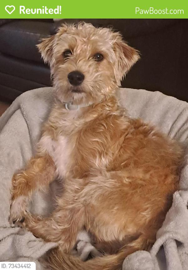 Reunited Female Dog last seen Ellerslieroad, Greater London, England 
