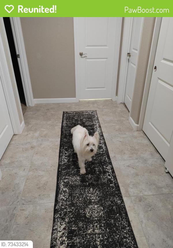 Reunited Female Dog last seen W. Cottonwood Drive, Surprise AZ 85388, Surprise, AZ 85374