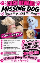 Reunited Female Dog last seen Maffitt and Marcus between Marcus and Euclid, St. Louis, MO 63113