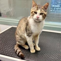 Shelter Stray Male Cat last seen Near exit on a hiking trip on the water area, Oakland, CA, 1101 29th Ave, Oakland, CA 94601, USA