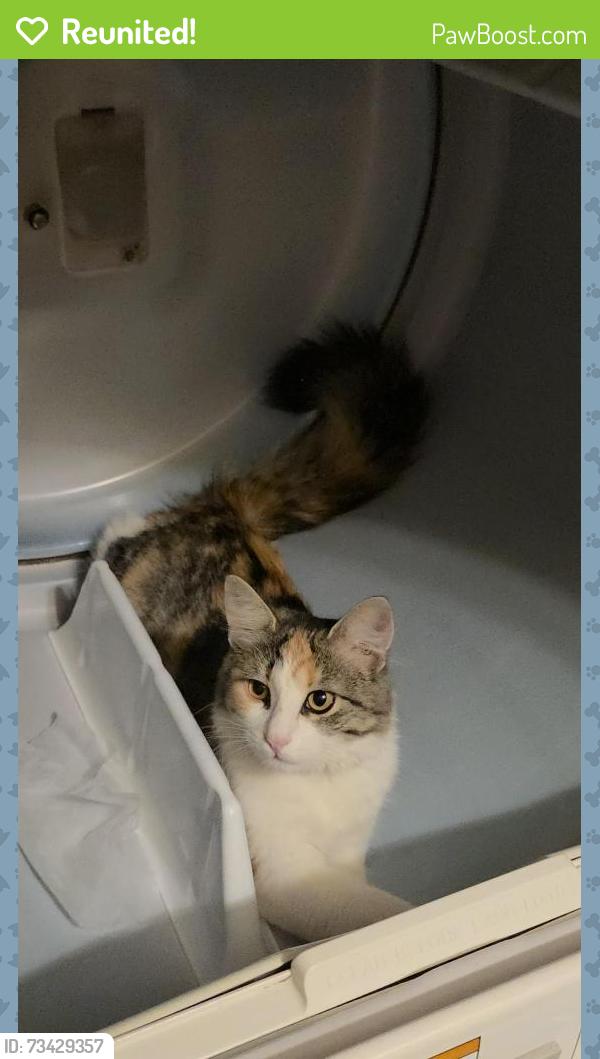 Reunited Female Cat last seen Crystal lake road, Waupaca, WI 54981