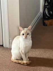 Reunited Female Cat last seen Park street, Roman garden, city walls streer, Cheshire West and Chester, England 