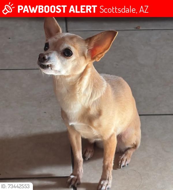 Lost Female Dog last seen E Avalon dr, Scottsdale, AZ 85253