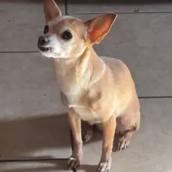 Lost Female Dog last seen E Avalon dr, Scottsdale, AZ 85253
