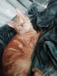 Lost Male Cat last seen Kintbury, Kintbury, England 