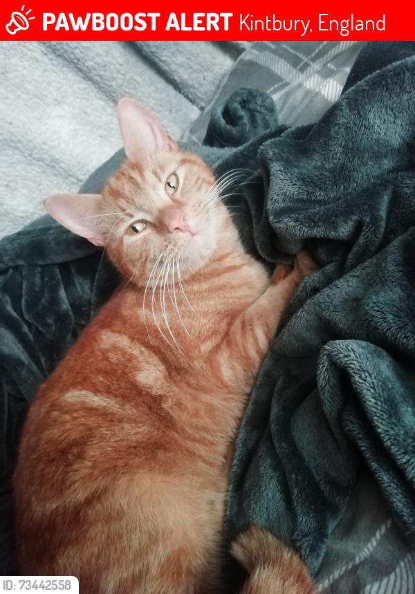 Lost Male Cat last seen Kintbury, Kintbury, England 