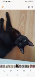 Reunited Female Cat last seen Zenith St between 3rd & Delmonte, Chula Vista, CA 91911