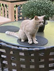 Reunited Male Cat last seen Ridgewood clbh, Greensboro, NC 27455