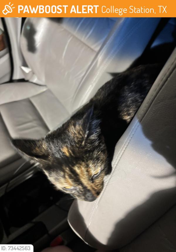 Found/Stray Female Cat last seen Wellborn, College Station, TX 77845