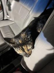 Found/Stray Female Cat last seen Wellborn, College Station, TX 77845