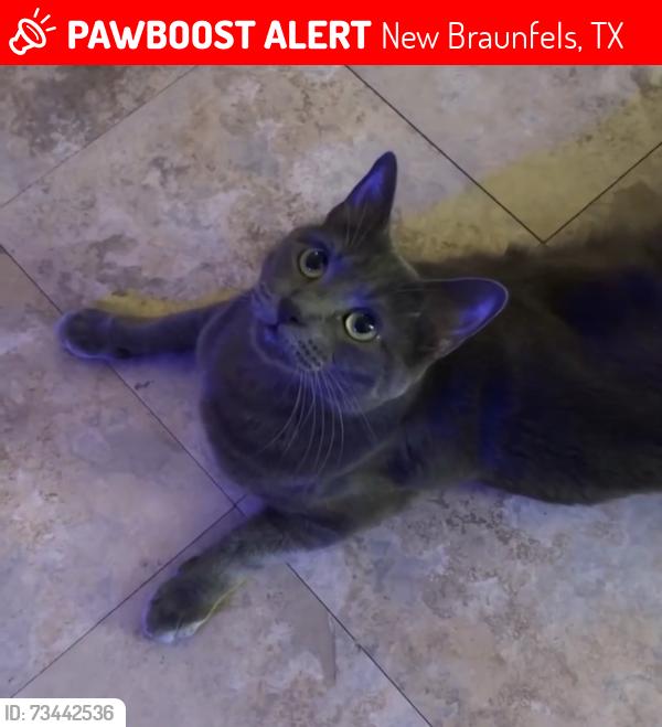 Lost Male Cat last seen Kessler Street, New Braunfels, TX 78130