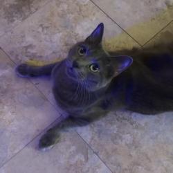 Lost Male Cat last seen Kessler Street, New Braunfels, TX 78130