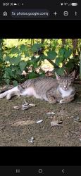 Lost Female Cat last seen McDonald's, Cookout, Popeyes restaurants, Gainesville, GA 30501