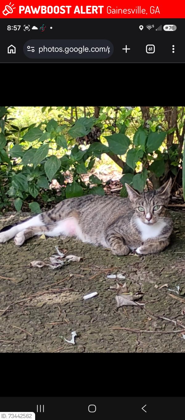Lost Female Cat last seen McDonald's, Cookout, Popeyes restaurants, Gainesville, GA 30501