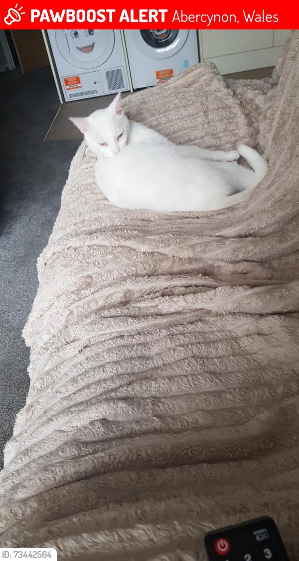 Lost Male Cat last seen Edward street aberc, Abercynon, Wales 