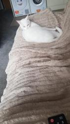 Lost Male Cat last seen Edward street aberc, Abercynon, Wales 