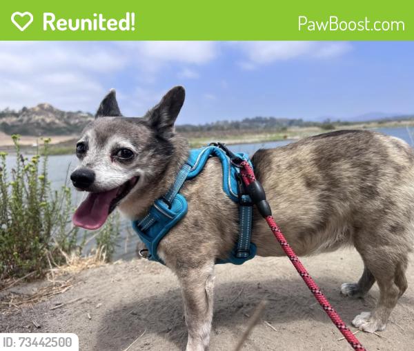 Reunited Male Dog last seen Glencrest and Lomas Santa Fe, Solana Beach, CA 92075