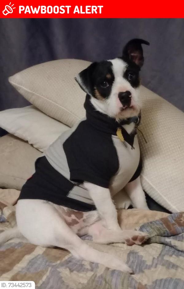 Lost Male Dog last seen Golder ranch rd and Oracle, Mount Laurel Township, NJ 08054