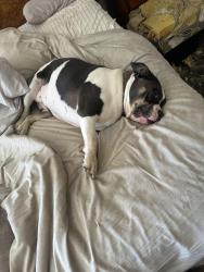 Lost Female Dog last seen Tawny, Colfax, CA 95713