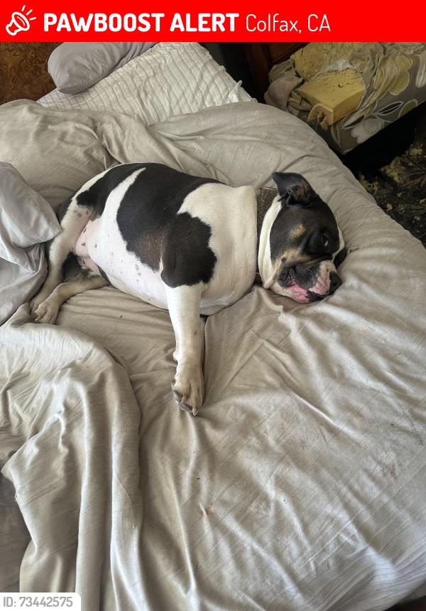 Lost Female Dog last seen Tawny, Colfax, CA 95713
