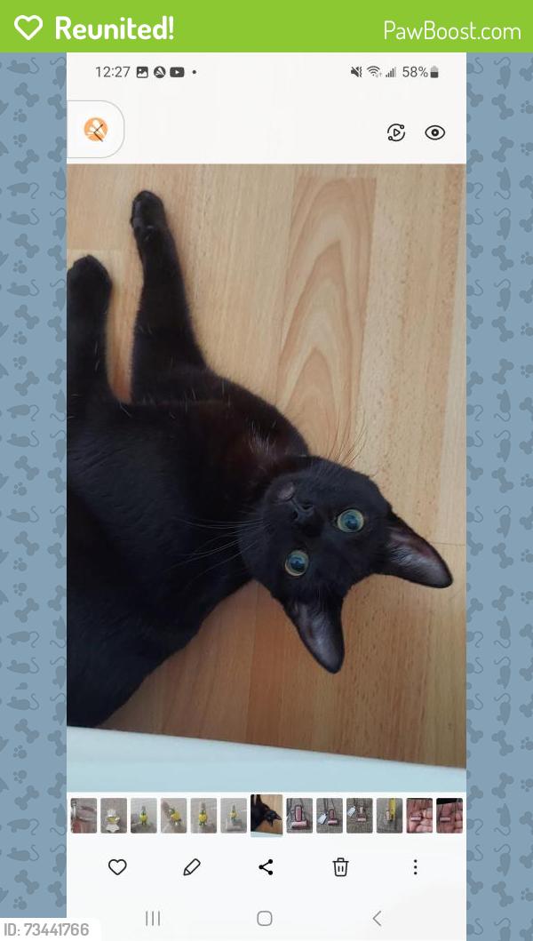 Reunited Female Cat last seen Zenith St between 3rd & Delmonte, Chula Vista, CA 91911