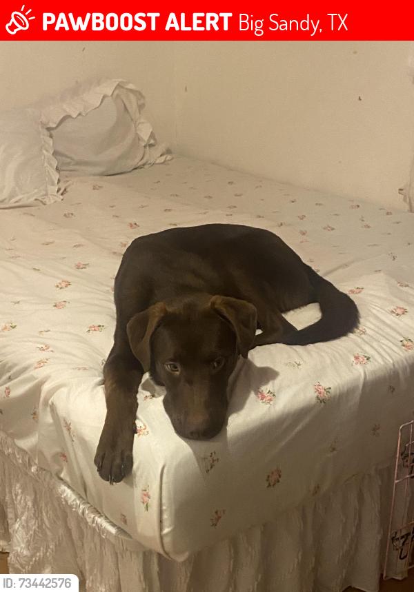 Lost Male Dog last seen Near locust Rd big sandy, Big Sandy, TX 75755