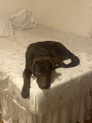 Lost Male Dog last seen Near locust Rd big sandy, Big Sandy, TX 75755